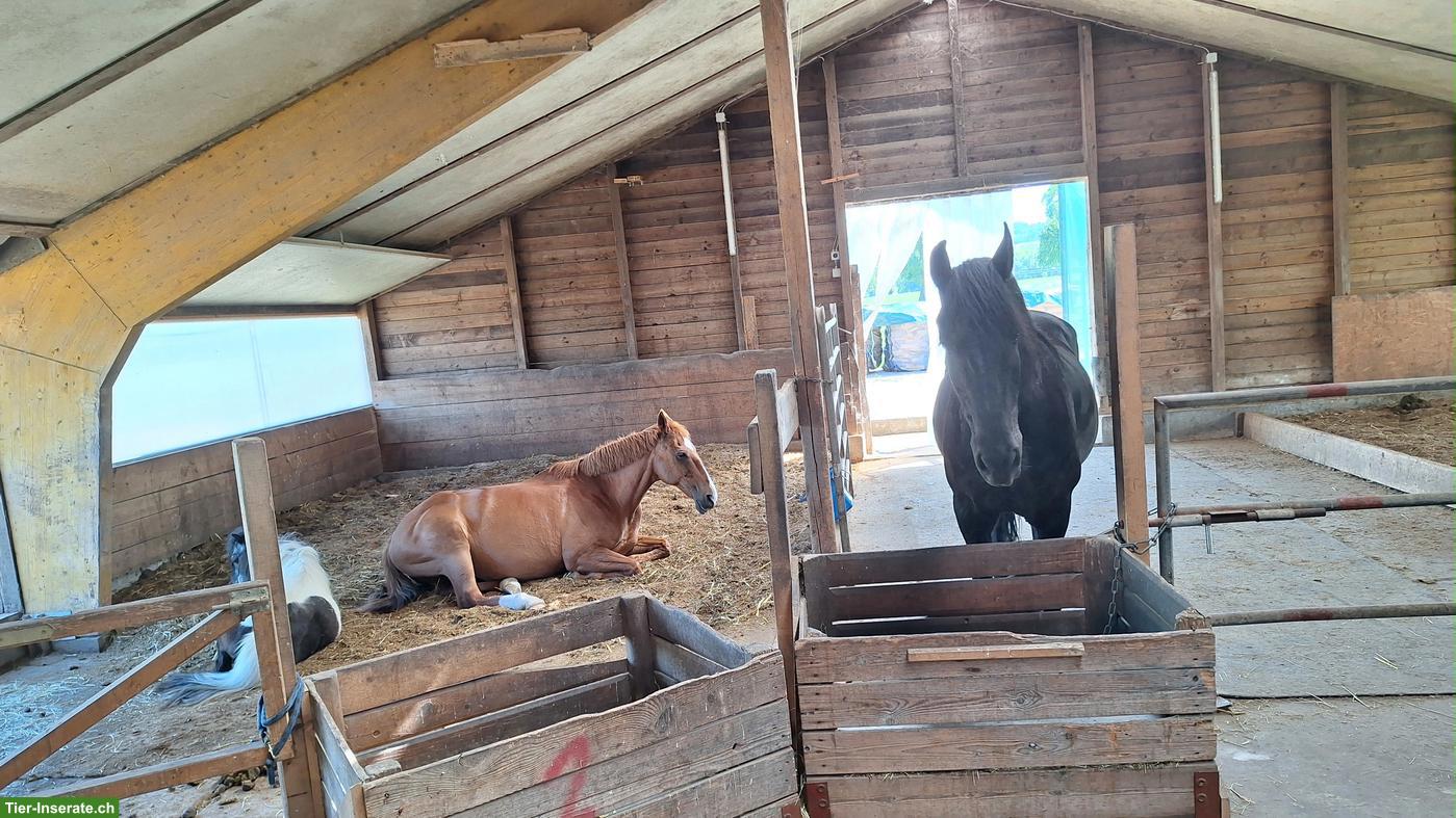 Bild 2: Gruppenlaufstall in Neukirch TG