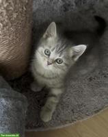 BKH Kitten Silver Tabby suchen liebes Zuhause❤️