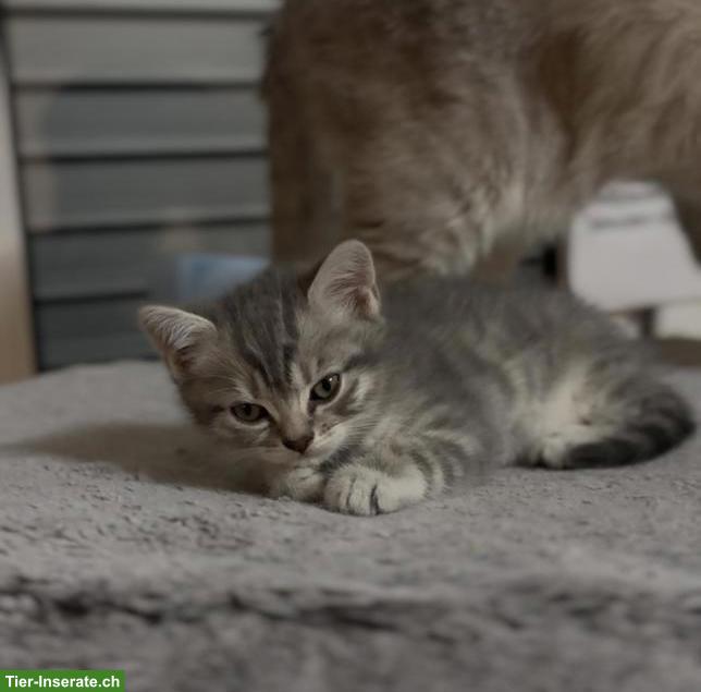 Bild 2: BKH Kitten Silver Tabby suchen liebes Zuhause❤️