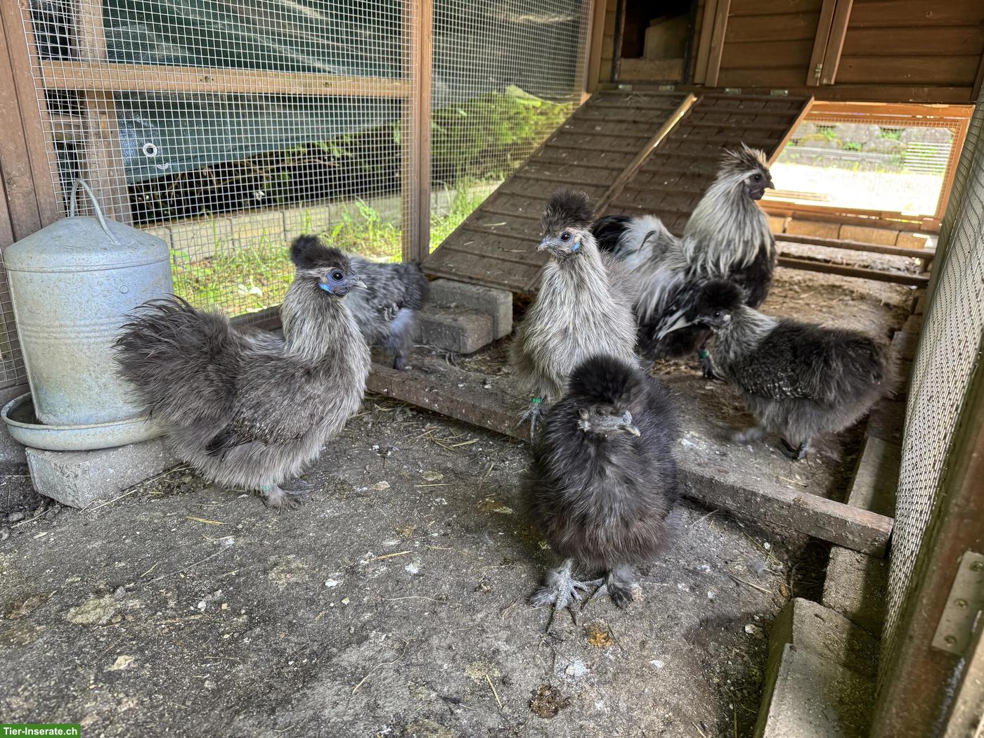 Bild 3: Bruteier Zwergseidenhûhner wildfarbi zu verkaufen