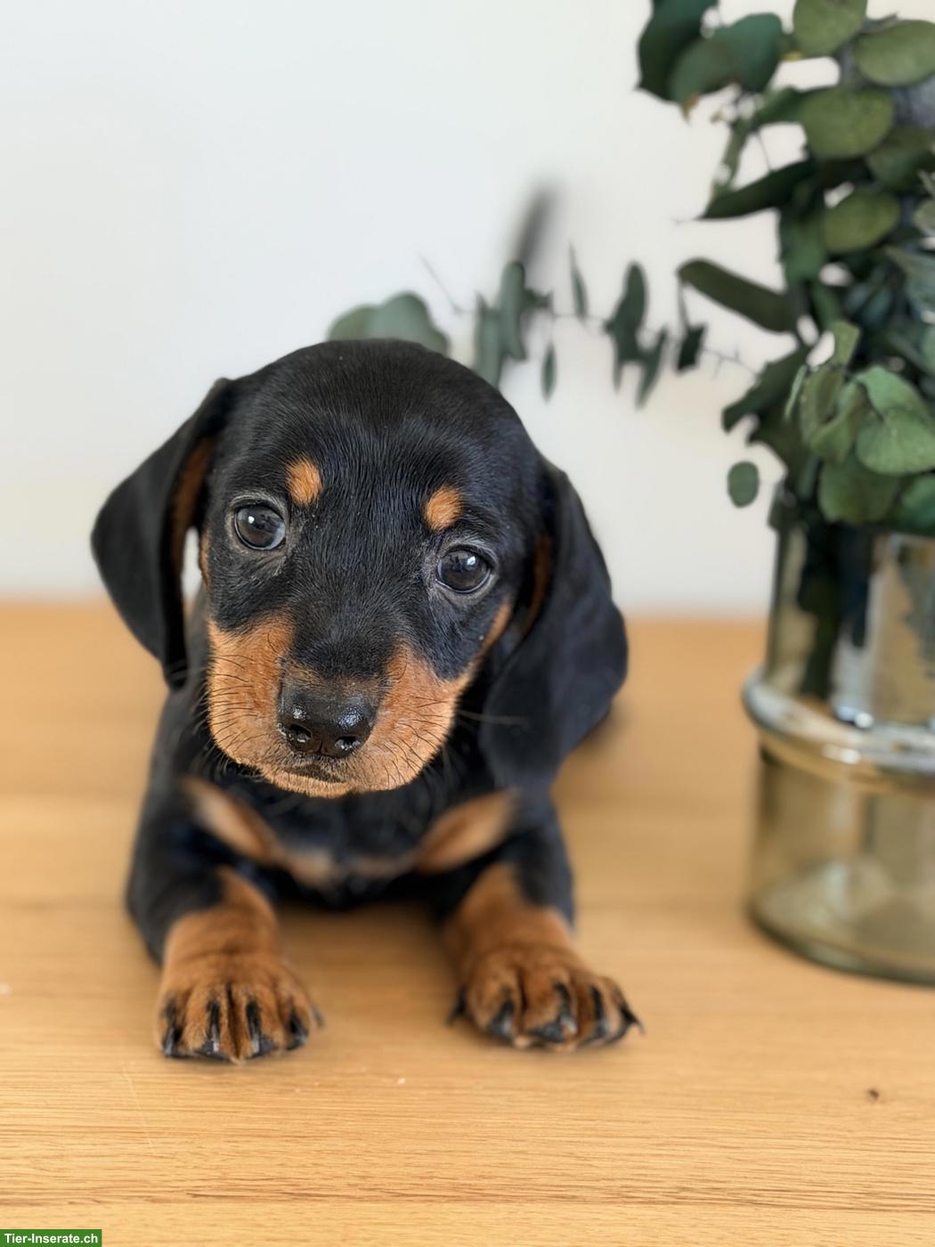 Amerikanische Zwergdackel Welpen, black & tan