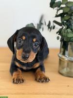 Amerikanische Zwergdackel Welpen, black & tan