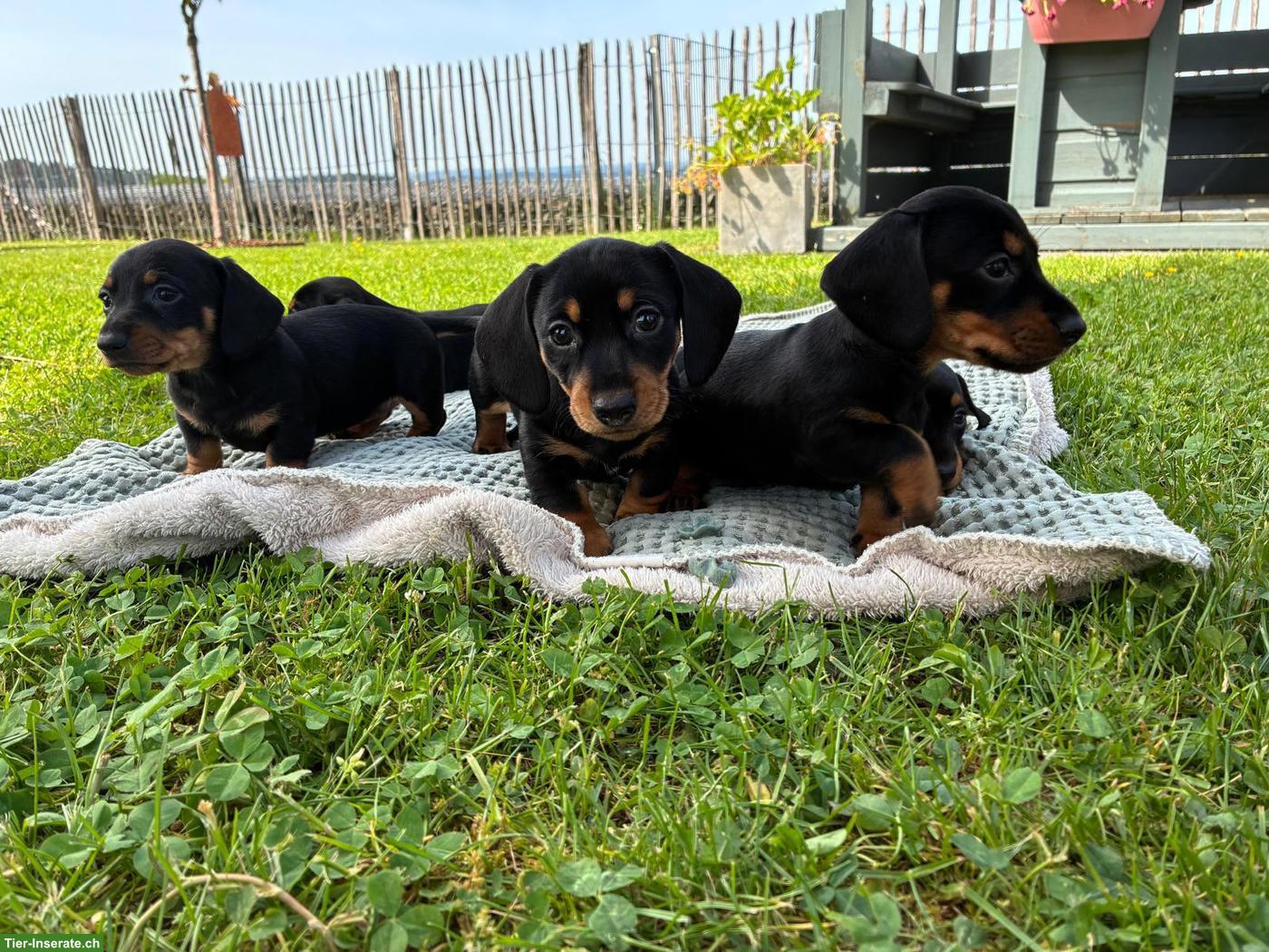 Bild 2: Amerikanische Zwergdackel Welpen, black & tan