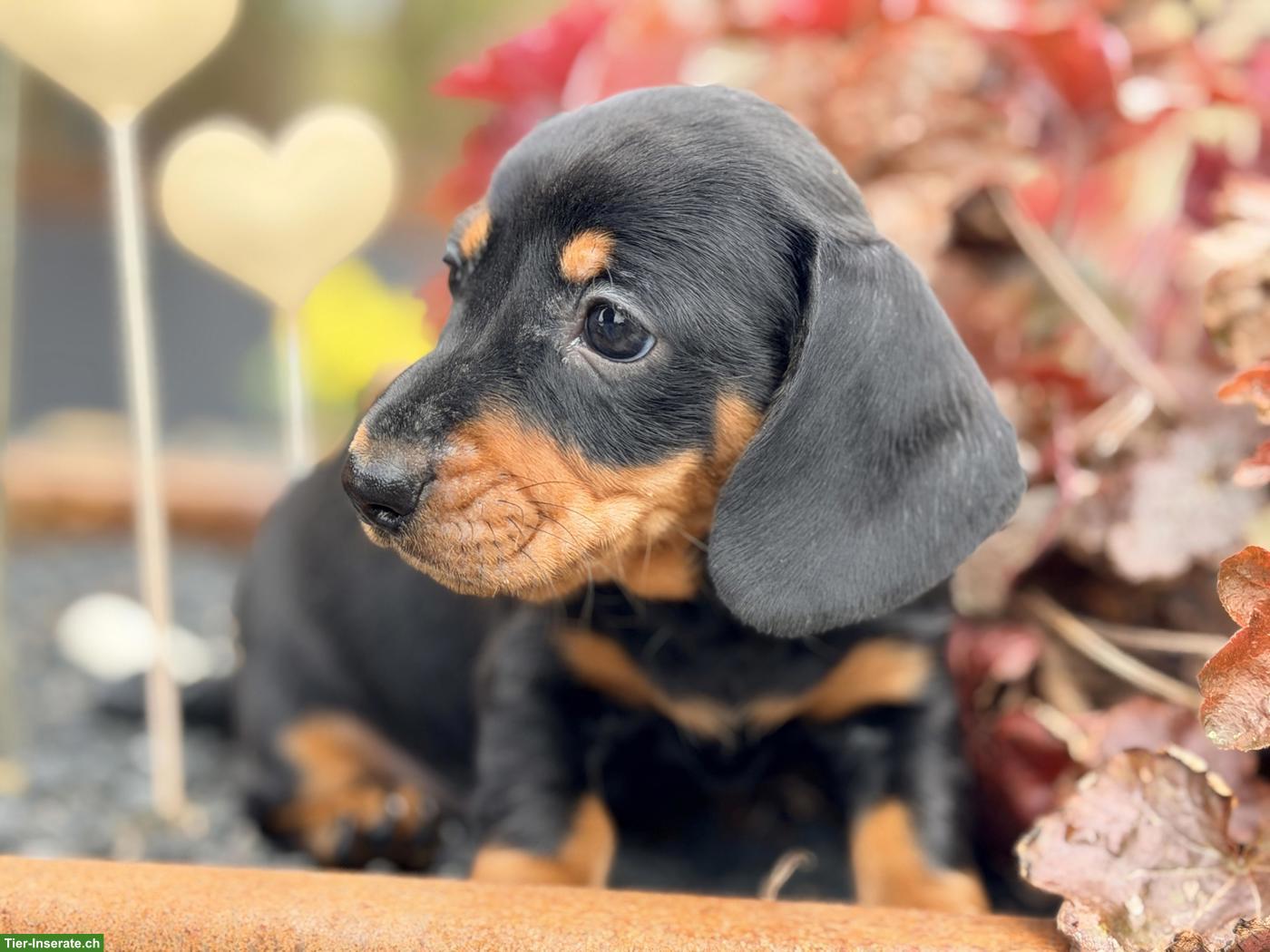 Bild 3: Amerikanische Zwergdackel Welpen, black & tan