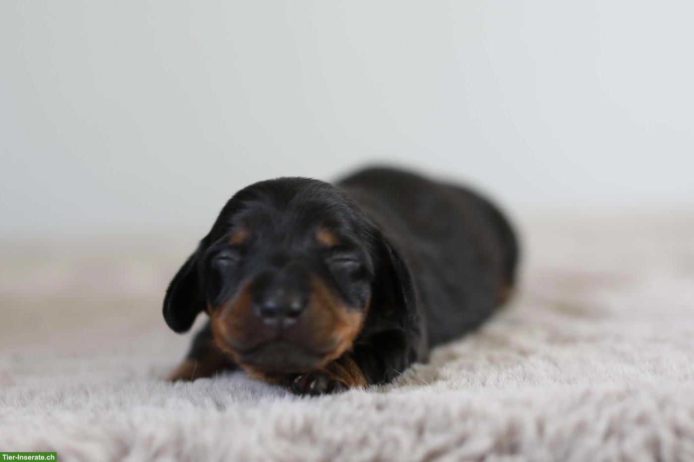 Bild 4: Amerikanische Zwergdackel Welpen, black & tan