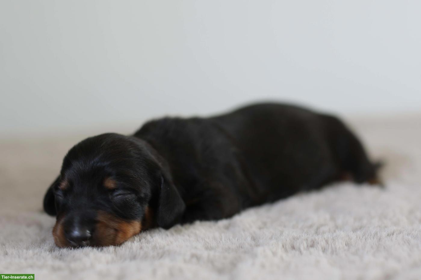 Bild 5: Amerikanische Zwergdackel Welpen, black & tan