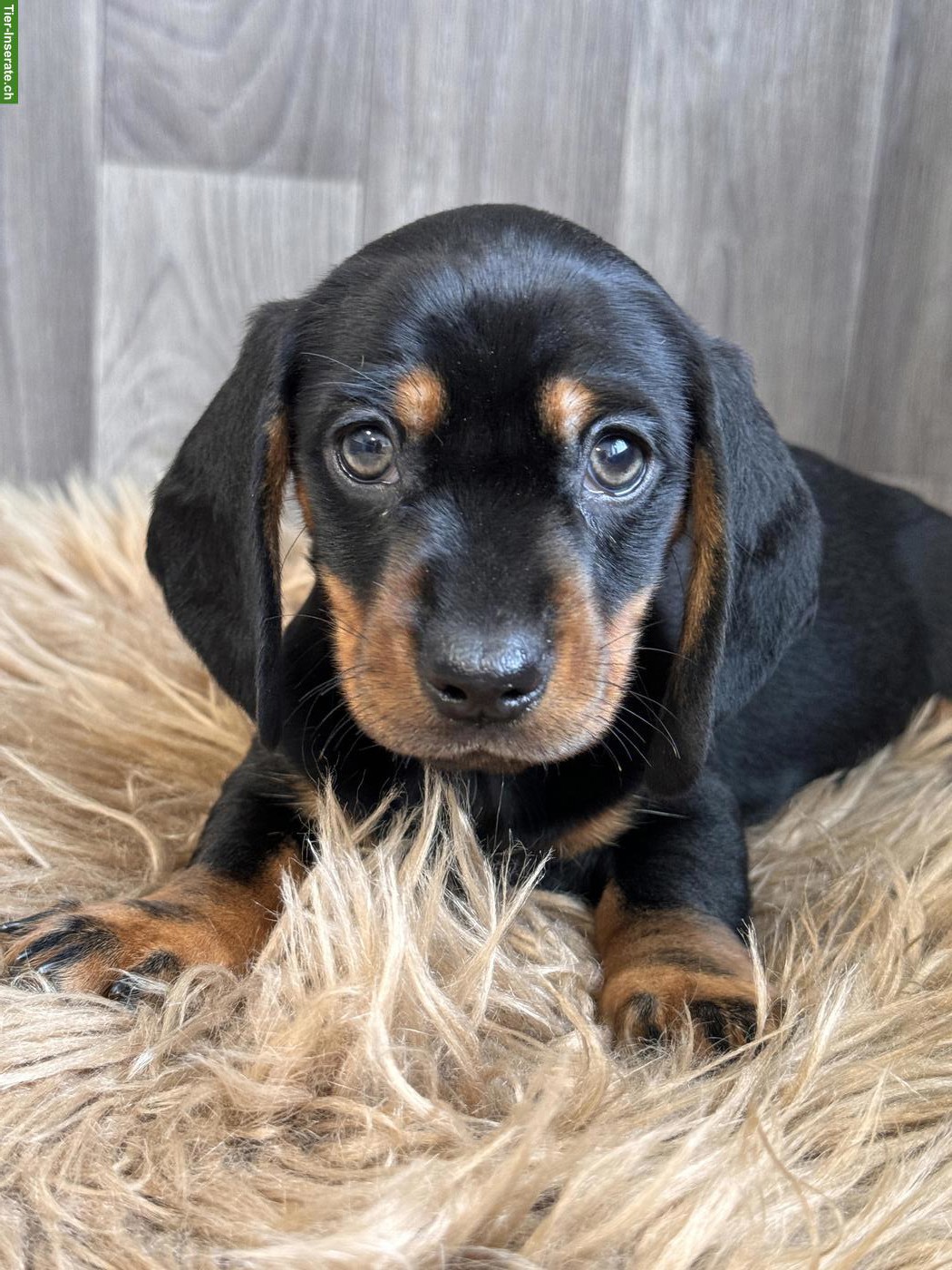 Bild 6: Amerikanische Zwergdackel Welpen, black & tan