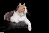 Britisch Kurzhaar Katze, Blue Tortie White, reinrassig, 2-jährig