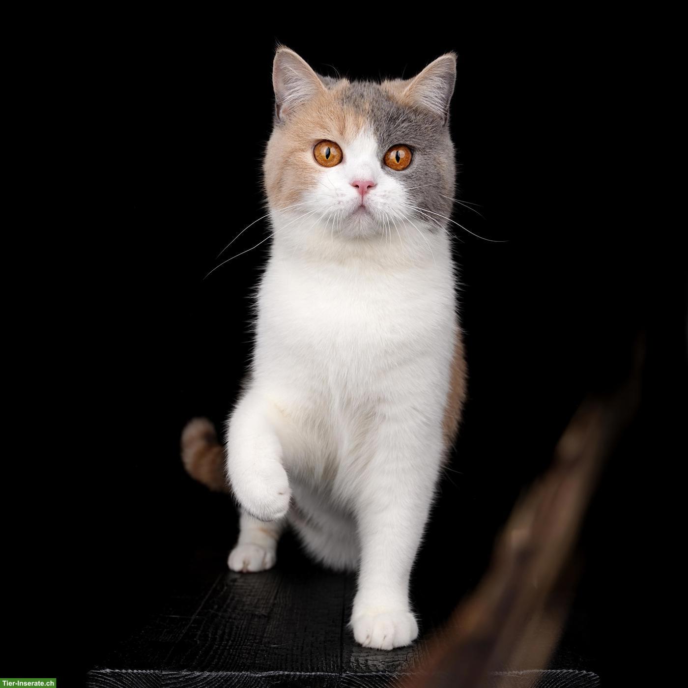 Bild 3: Britisch Kurzhaar Katze, Blue Tortie White, reinrassig, 2-jährig