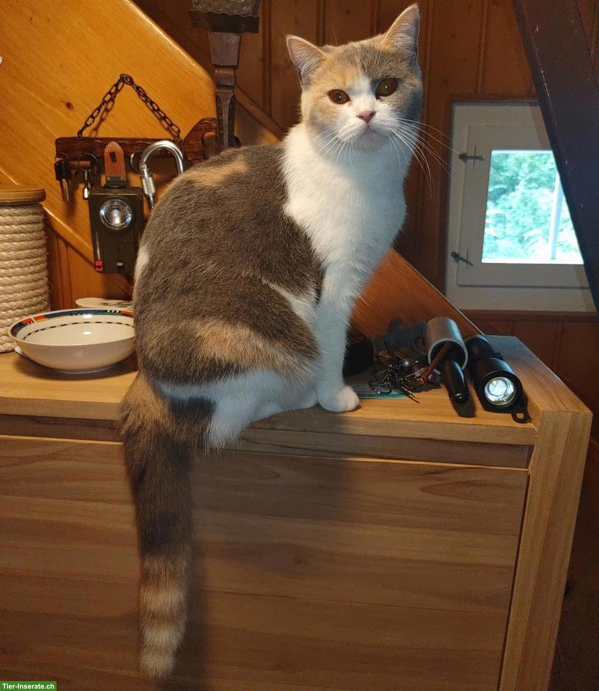 Bild 4: Britisch Kurzhaar Katze, Blue Tortie White, reinrassig, 2-jährig