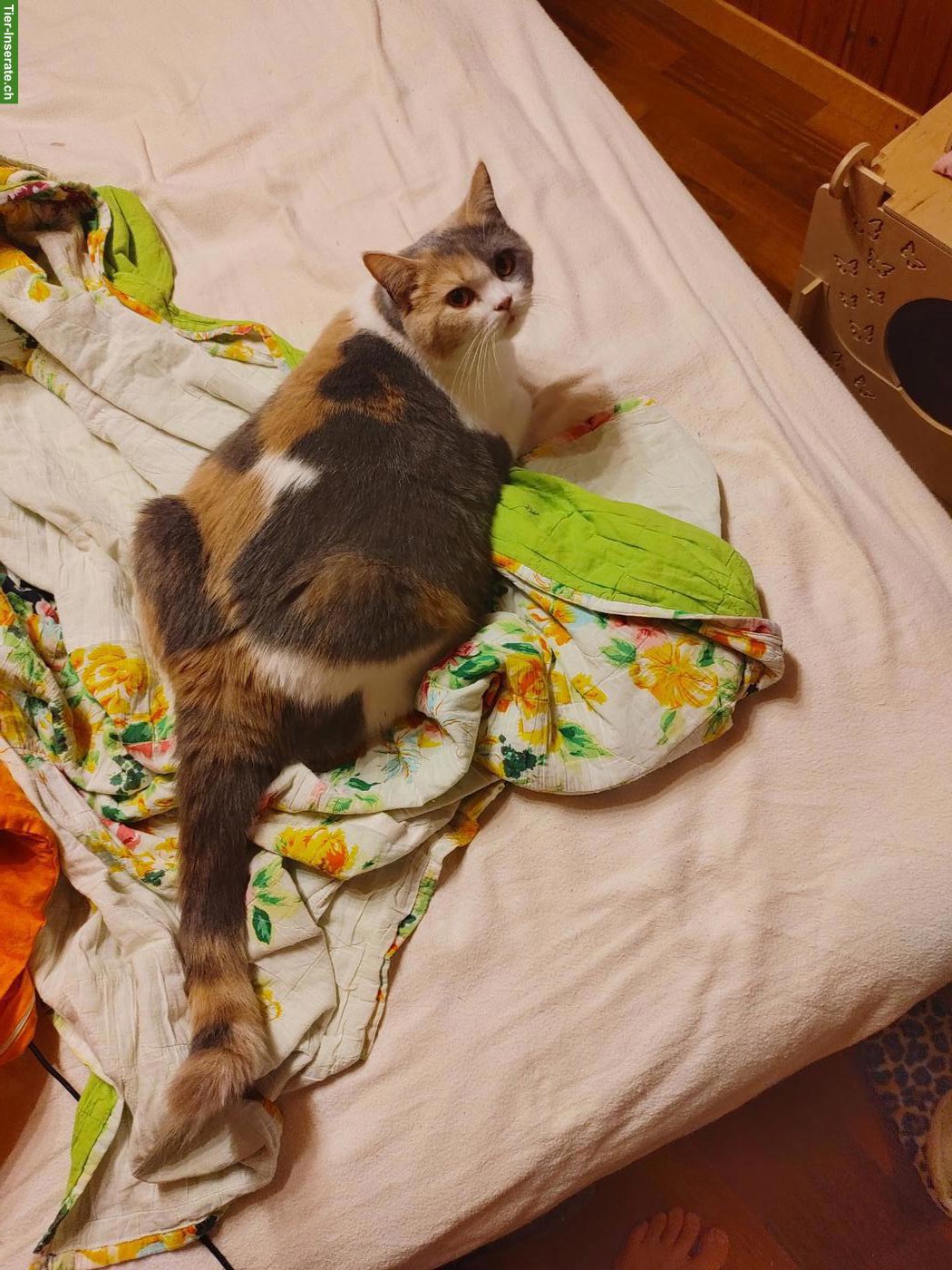 Bild 5: Britisch Kurzhaar Katze, Blue Tortie White, reinrassig, 2-jährig