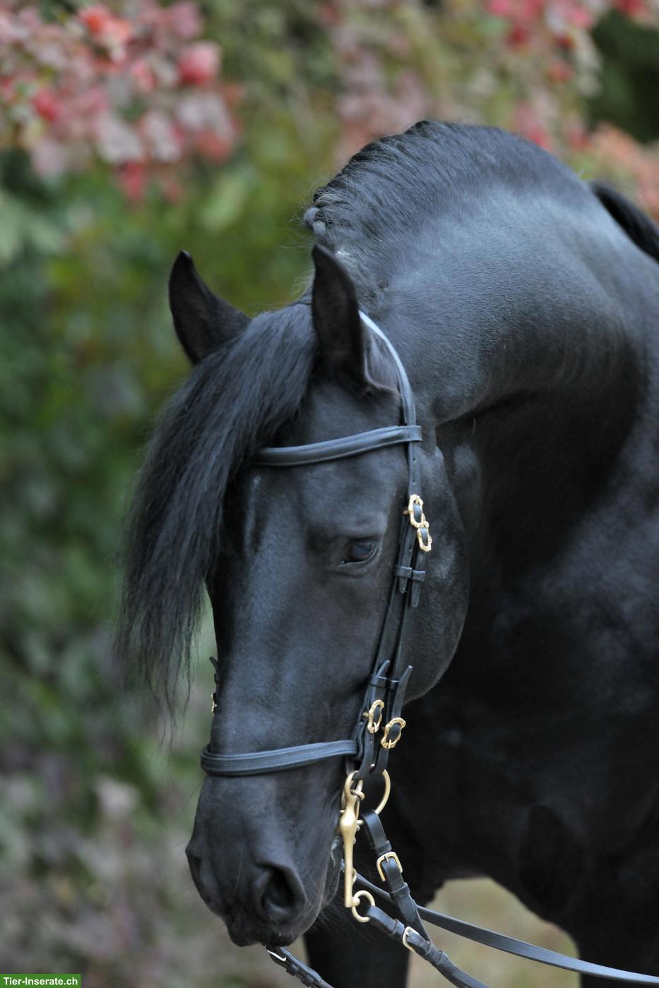 Flexible, gut reitende Reitbeteiligung für Hengst, Pfungen ZH