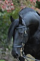 Flexible, gut reitende Reitbeteiligung für Hengst, Pfungen ZH