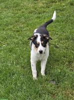 Border Collie Hündin mit SRZ-Stammbaum