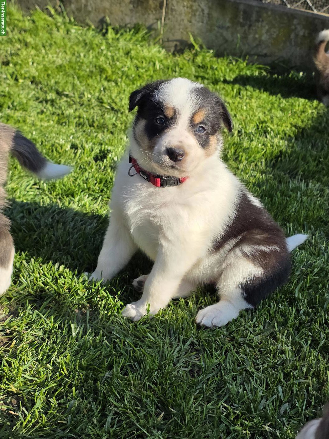 Bild 10: Border Collie Hündin mit SRZ-Stammbaum