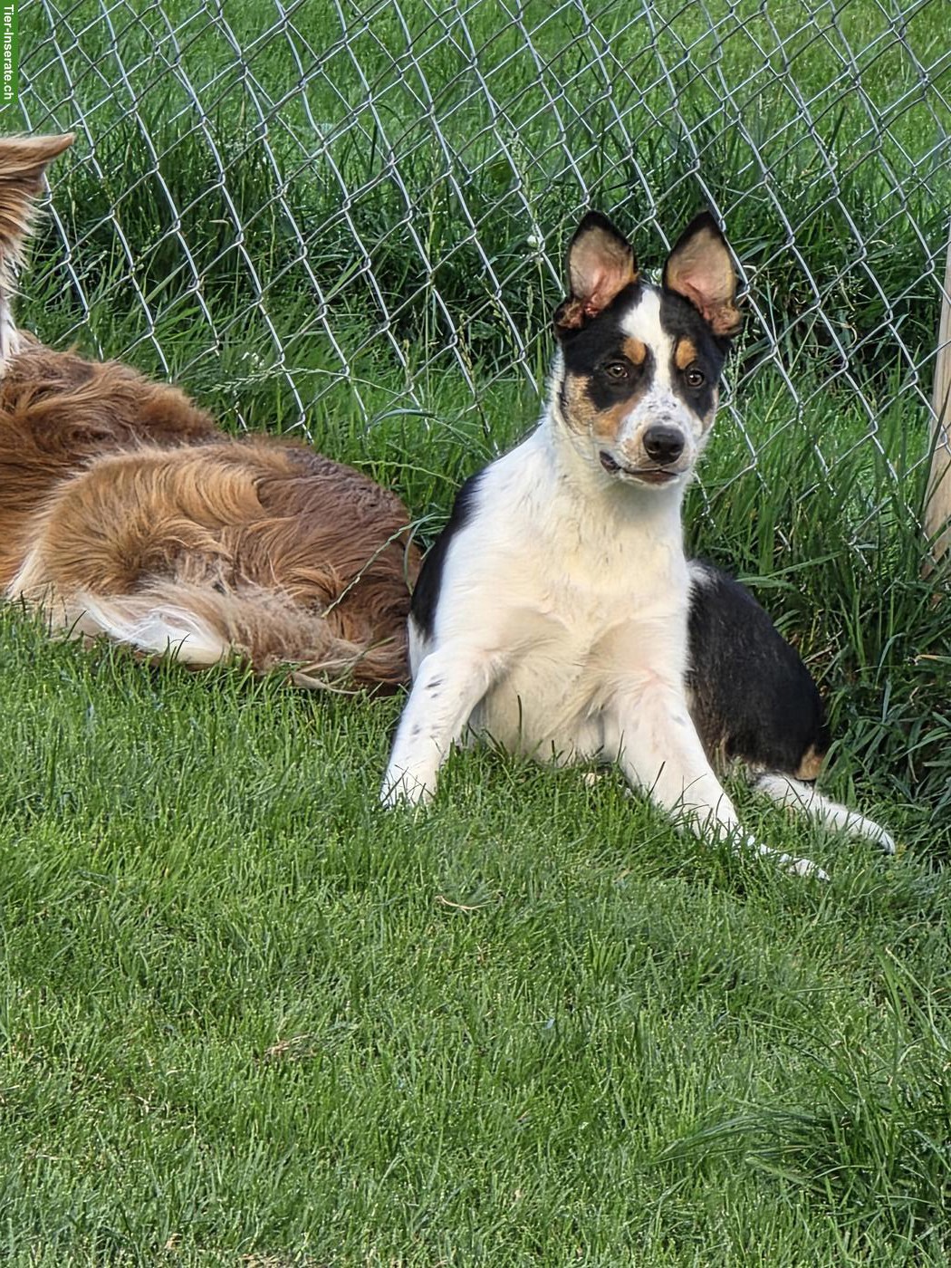 Bild 2: Border Collie Hündin mit SRZ-Stammbaum