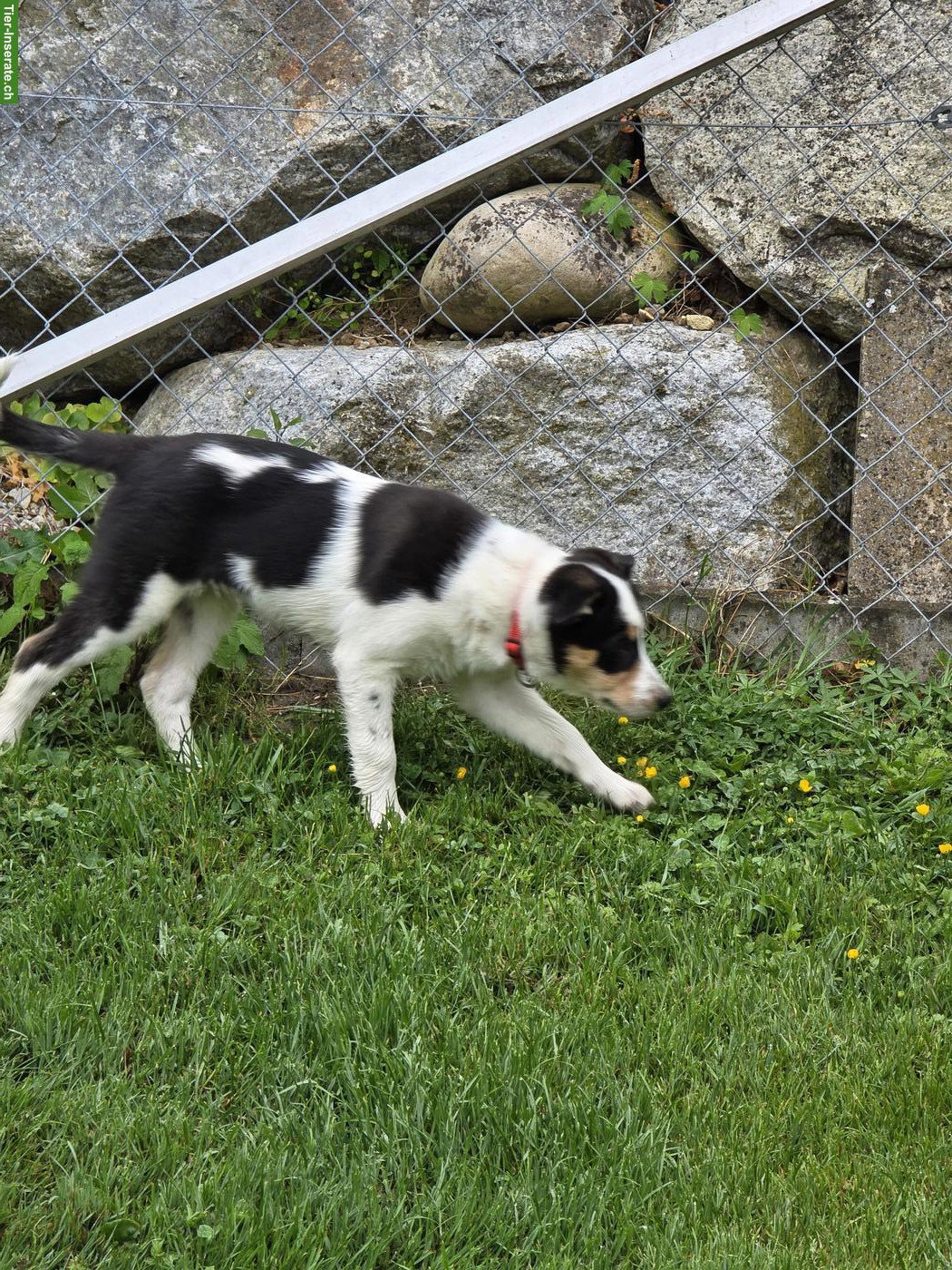 Bild 3: Border Collie Hündin mit SRZ-Stammbaum
