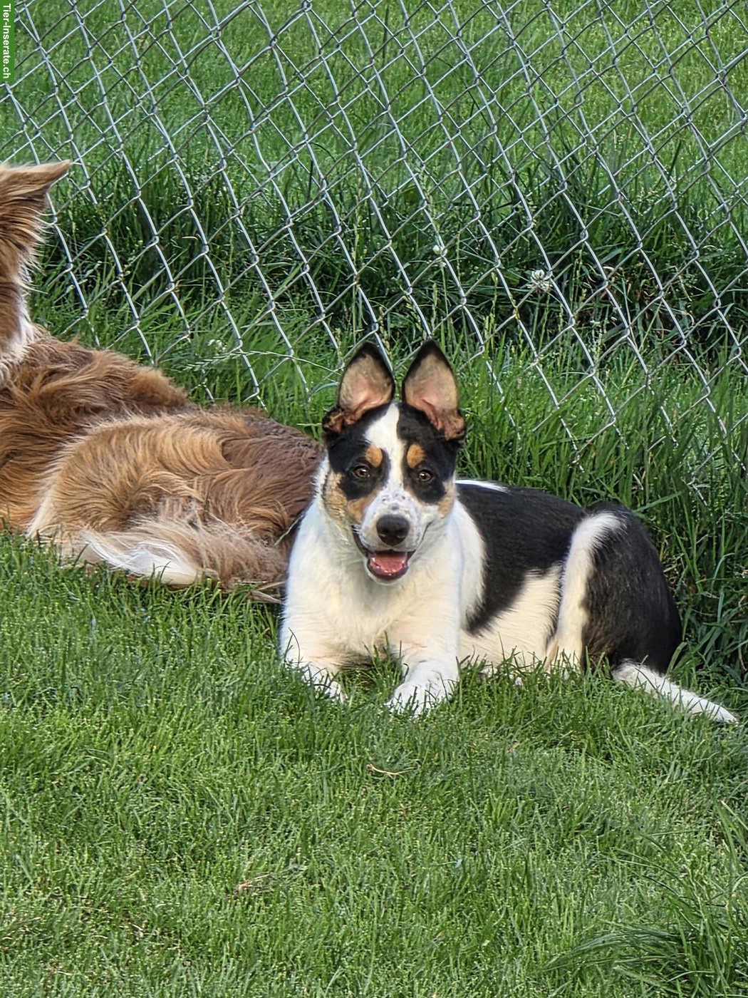 Bild 4: Border Collie Hündin mit SRZ-Stammbaum