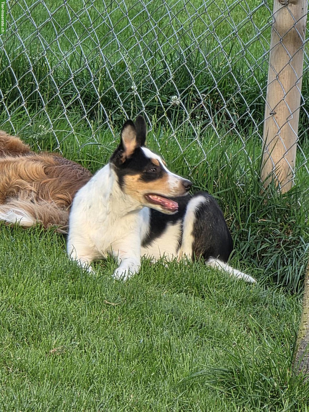 Bild 5: Border Collie Hündin mit SRZ-Stammbaum