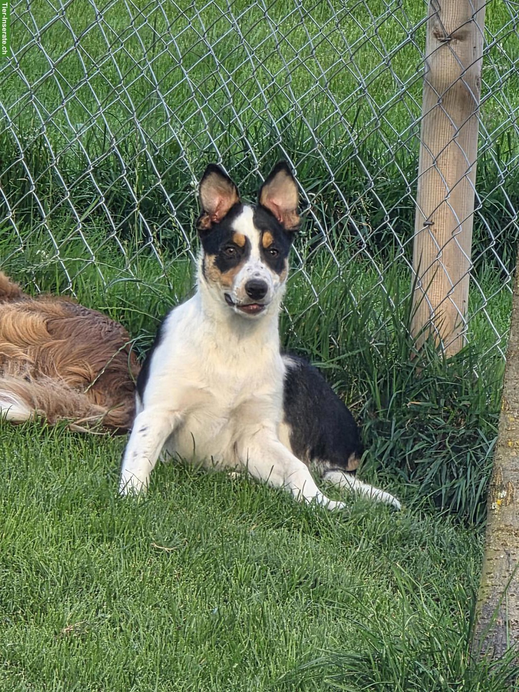 Bild 6: Border Collie Hündin mit SRZ-Stammbaum