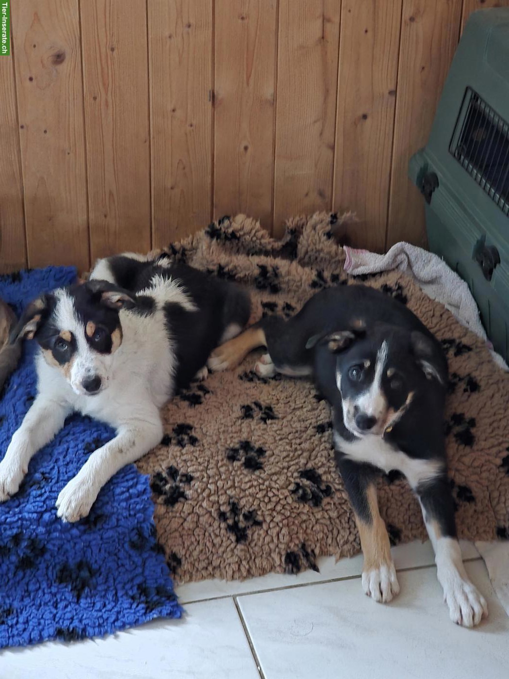 Bild 7: Border Collie Hündin mit SRZ-Stammbaum