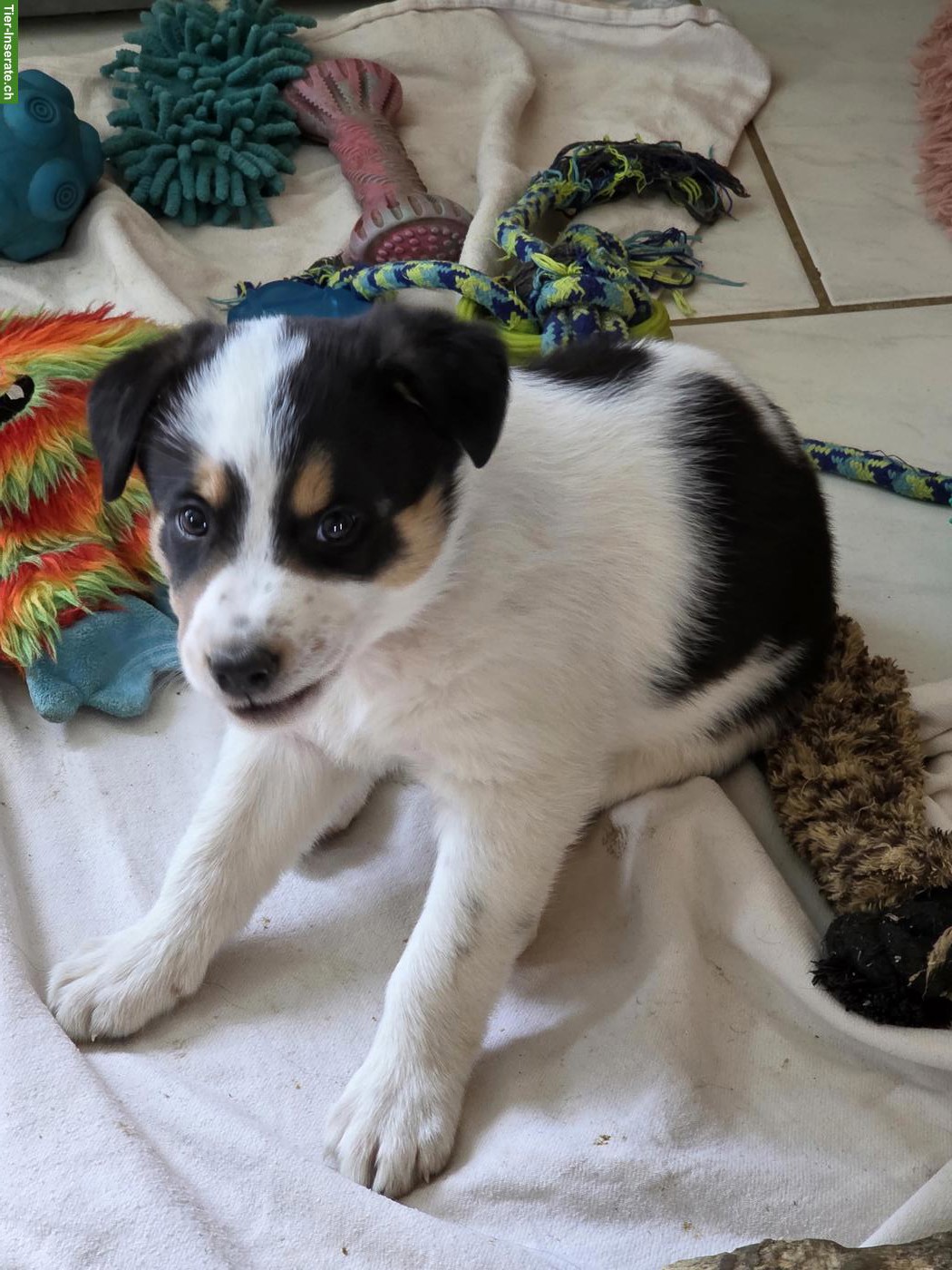 Bild 8: Border Collie Hündin mit SRZ-Stammbaum
