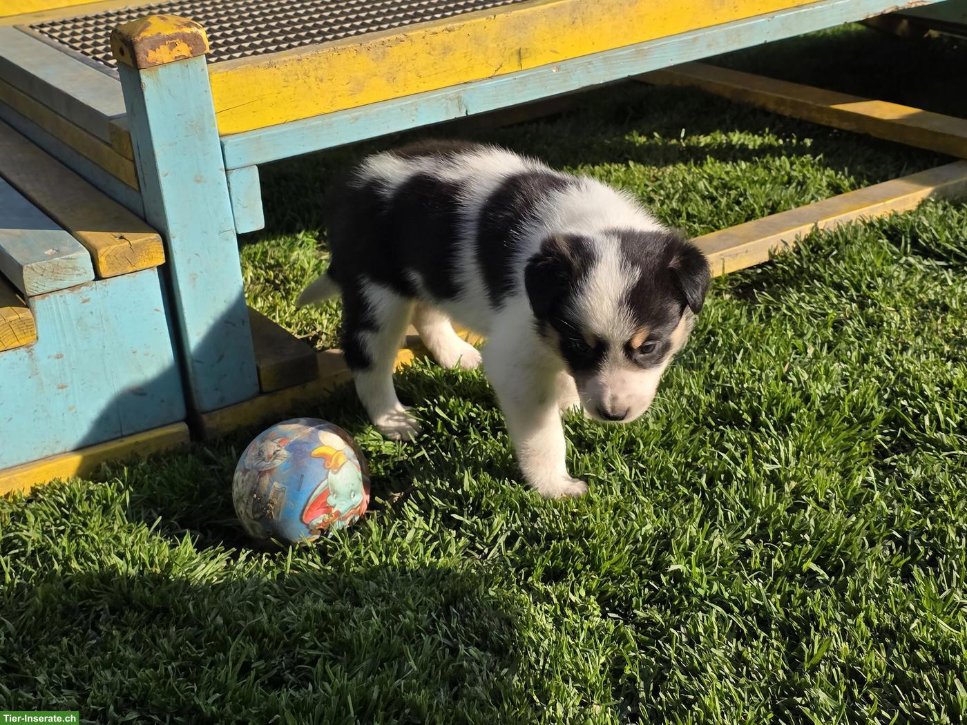 Bild 9: Border Collie Hündin mit SRZ-Stammbaum