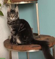 Junge Maine Coon Katzen abzugeben