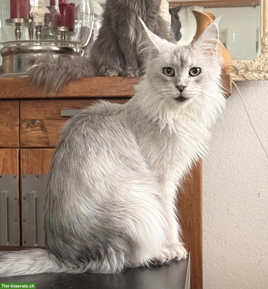 Bild 2: Junge Maine Coon Katzen abzugeben