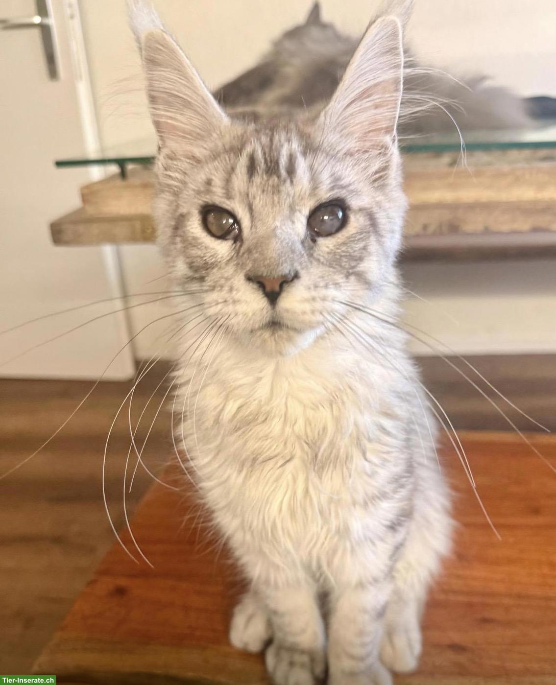 Bild 3: Junge Maine Coon Katzen abzugeben