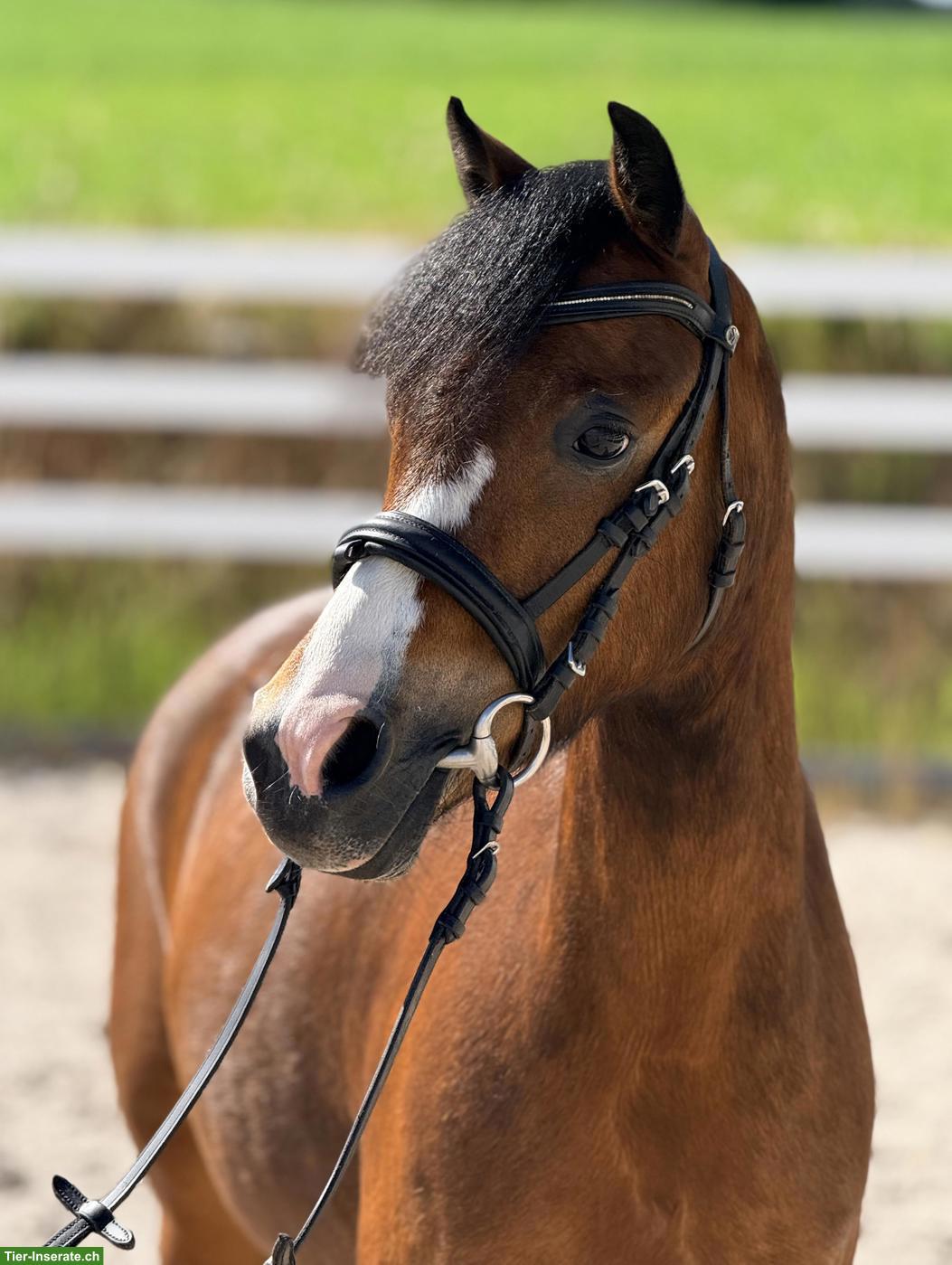 Welsh A Stute, tolles Kinderpony, 1.23m