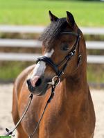 Welsh A Stute, tolles Kinderpony, 1.23m