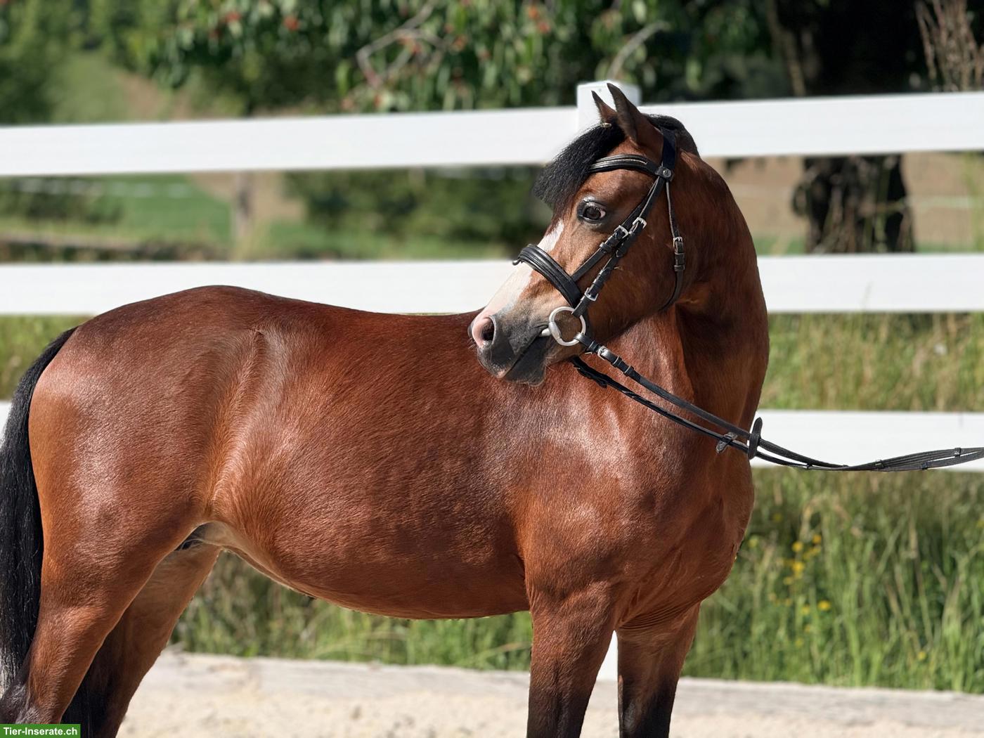 Bild 2: Welsh A Stute, tolles Kinderpony, 1.23m
