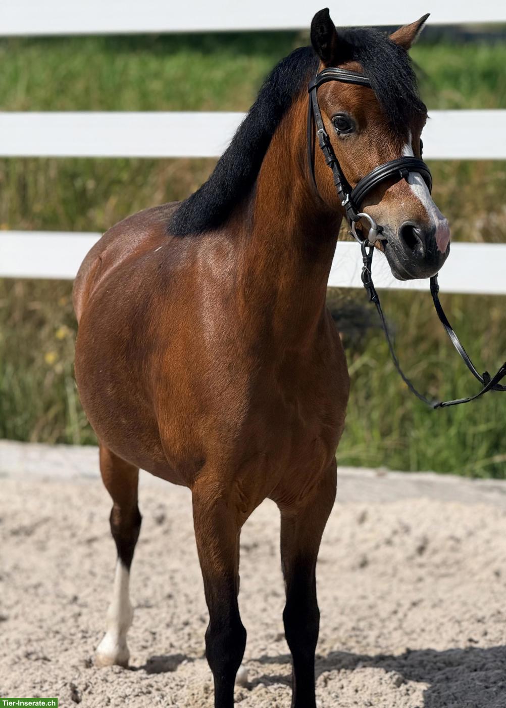 Bild 3: Welsh A Stute, tolles Kinderpony, 1.23m