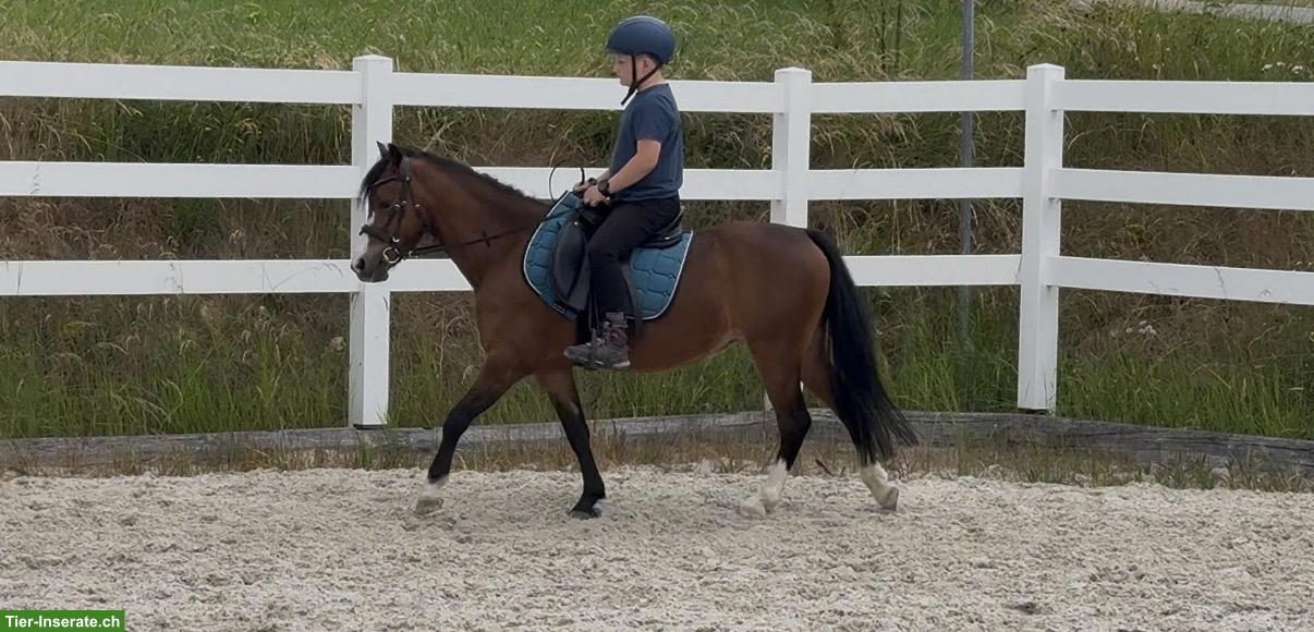 Bild 4: Welsh A Stute, tolles Kinderpony, 1.23m