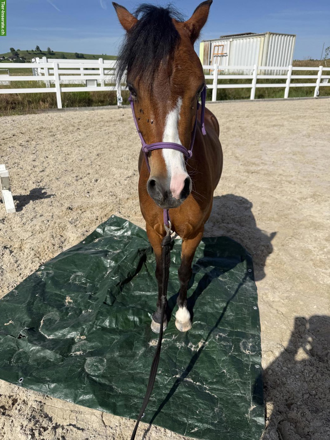 Bild 5: Welsh A Stute, tolles Kinderpony, 1.23m