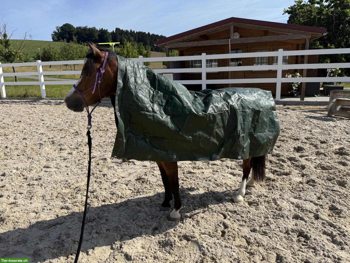 Bild 6: Welsh A Stute, tolles Kinderpony, 1.23m