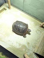 Picta picta Wasserschildkröte, ca. 2-jährig