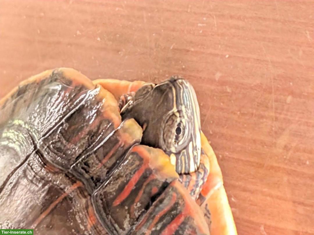 Bild 2: Picta picta Wasserschildkröte, ca. 2-jährig