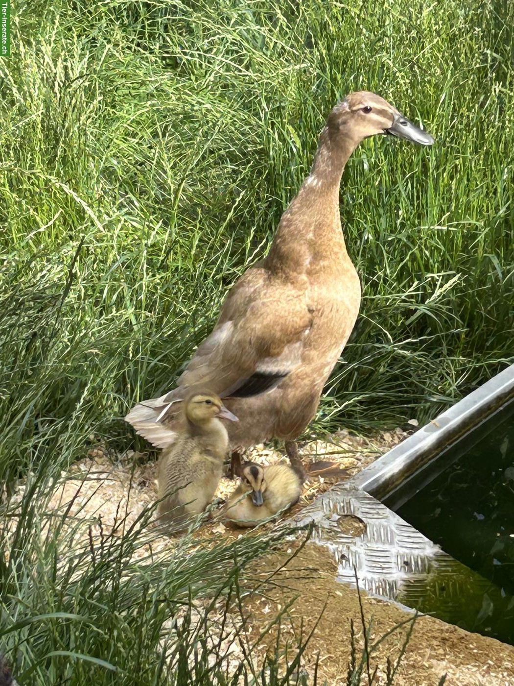 Bild 3: Laufenten-Familie mit Küken abzugeben