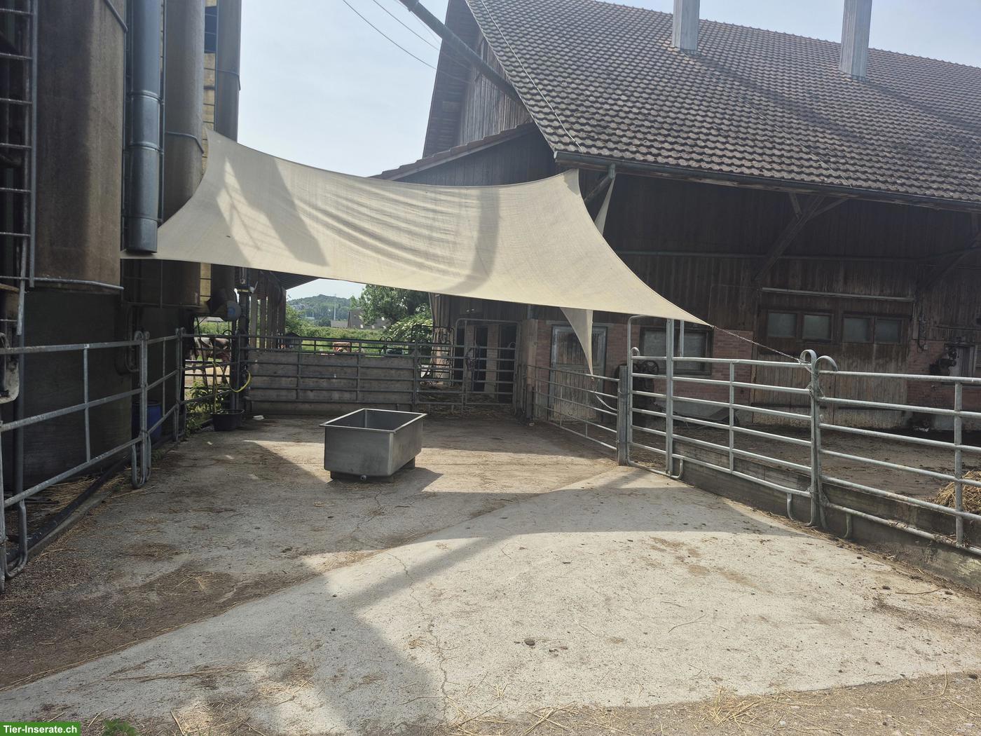 Bild 3: Allergiker-Offenstall auf Bauernhof im Zürcher Weinland