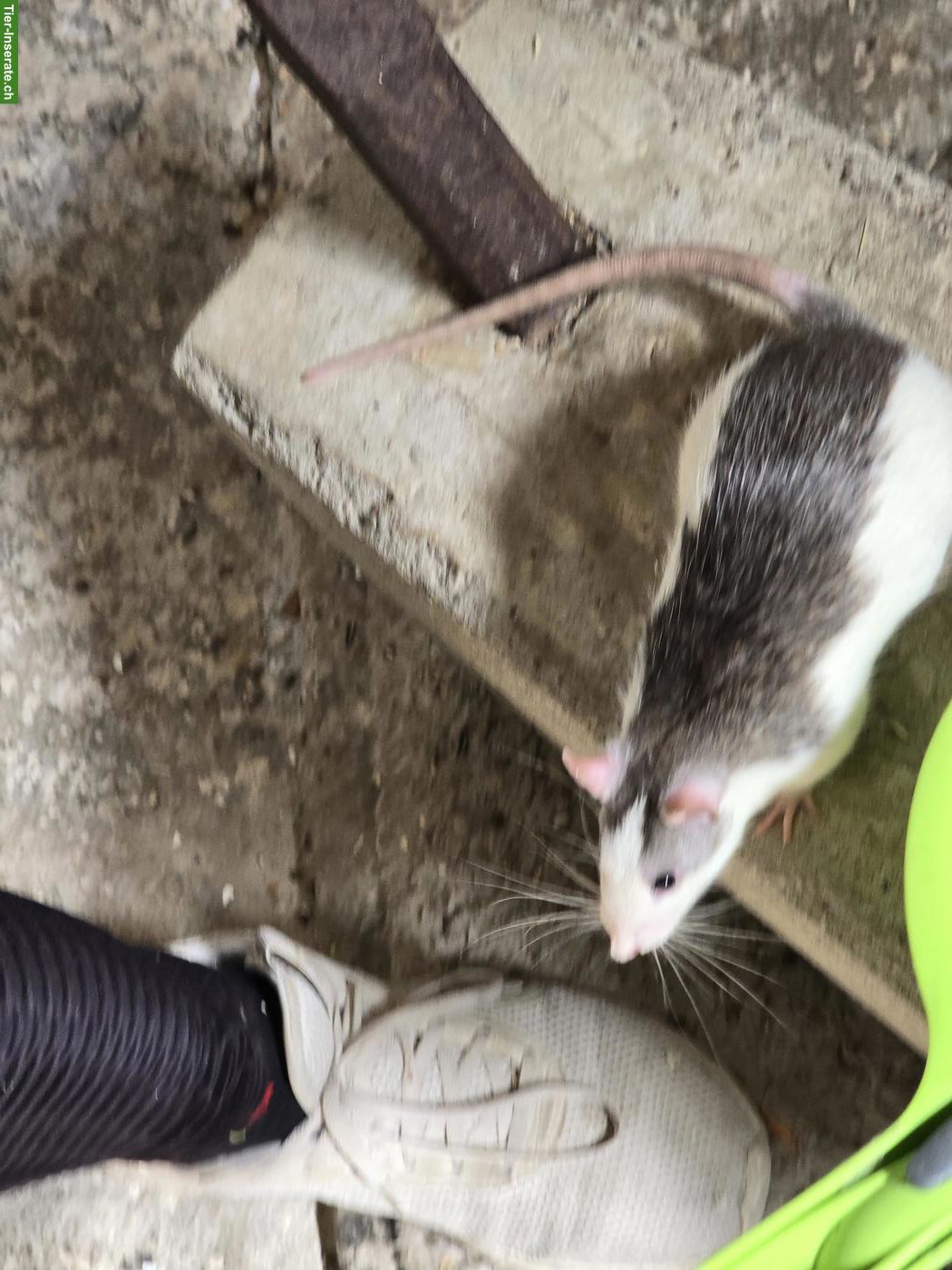 Bild 2: Farb und Husky Ratten, männlich abzugeben