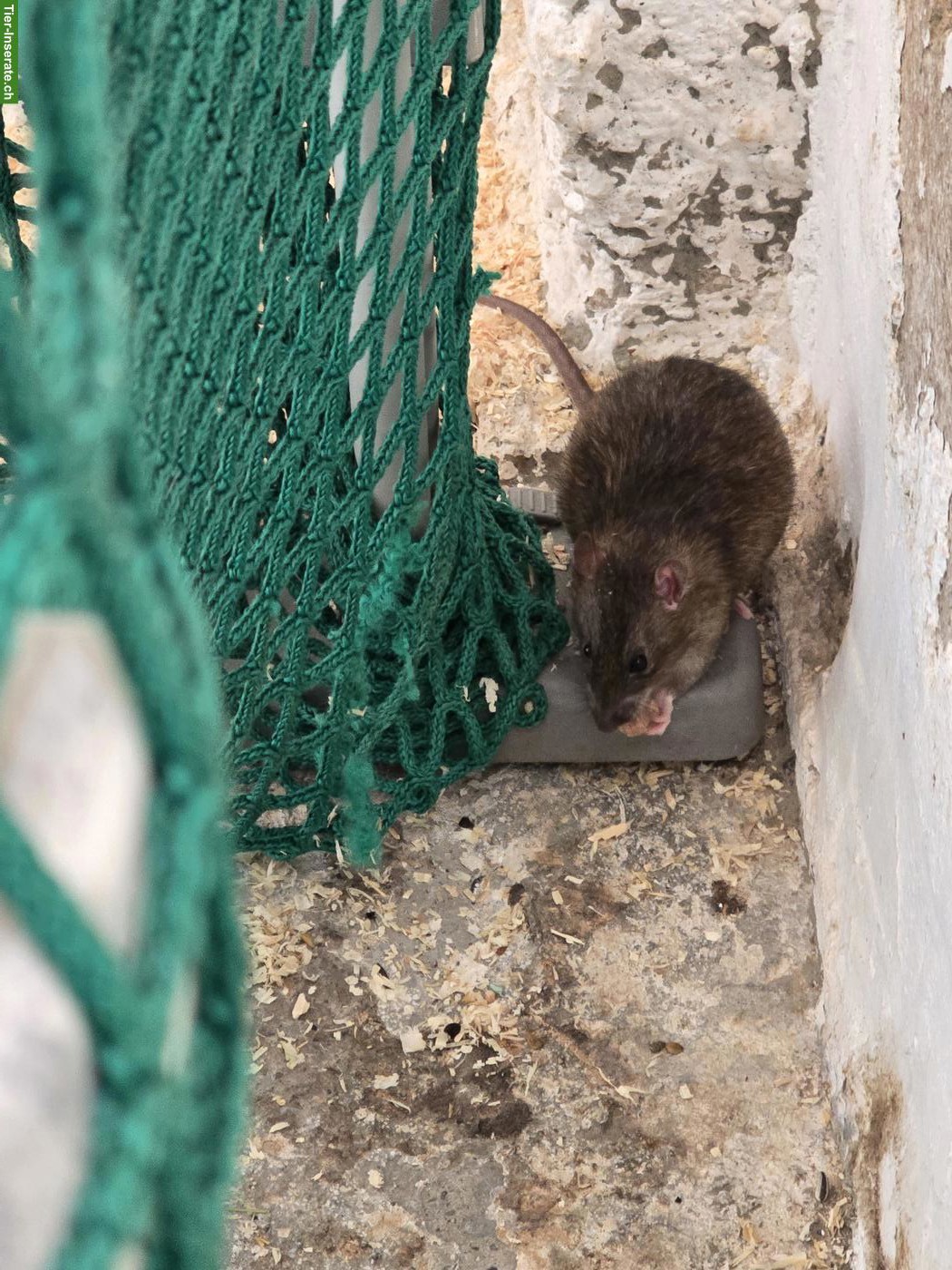 Bild 3: Farb und Husky Ratten, männlich abzugeben