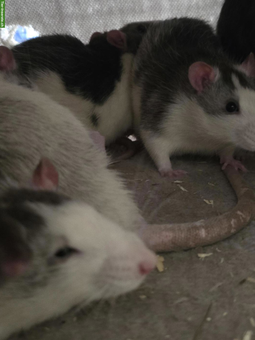 Bild 4: Farb und Husky Ratten, männlich abzugeben