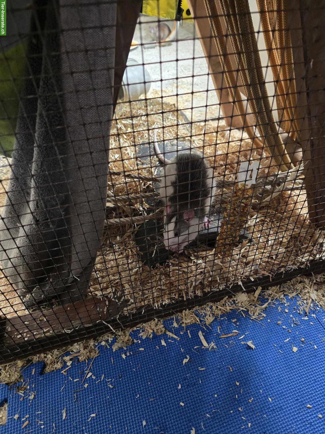 Bild 5: Farb und Husky Ratten, männlich abzugeben