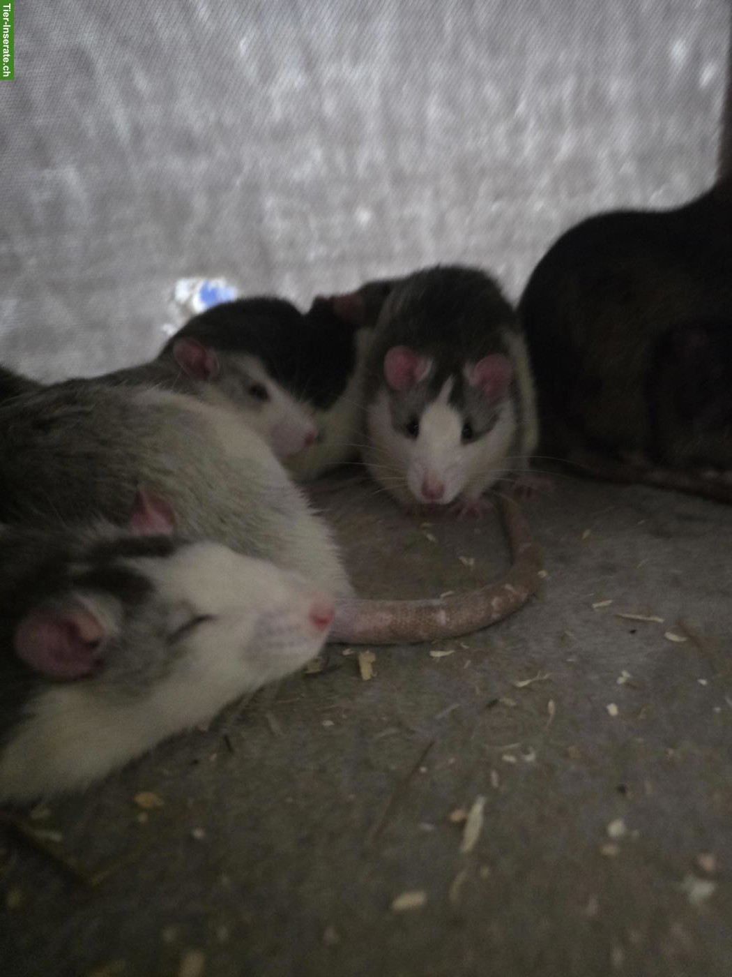 Bild 6: Farb und Husky Ratten, männlich abzugeben