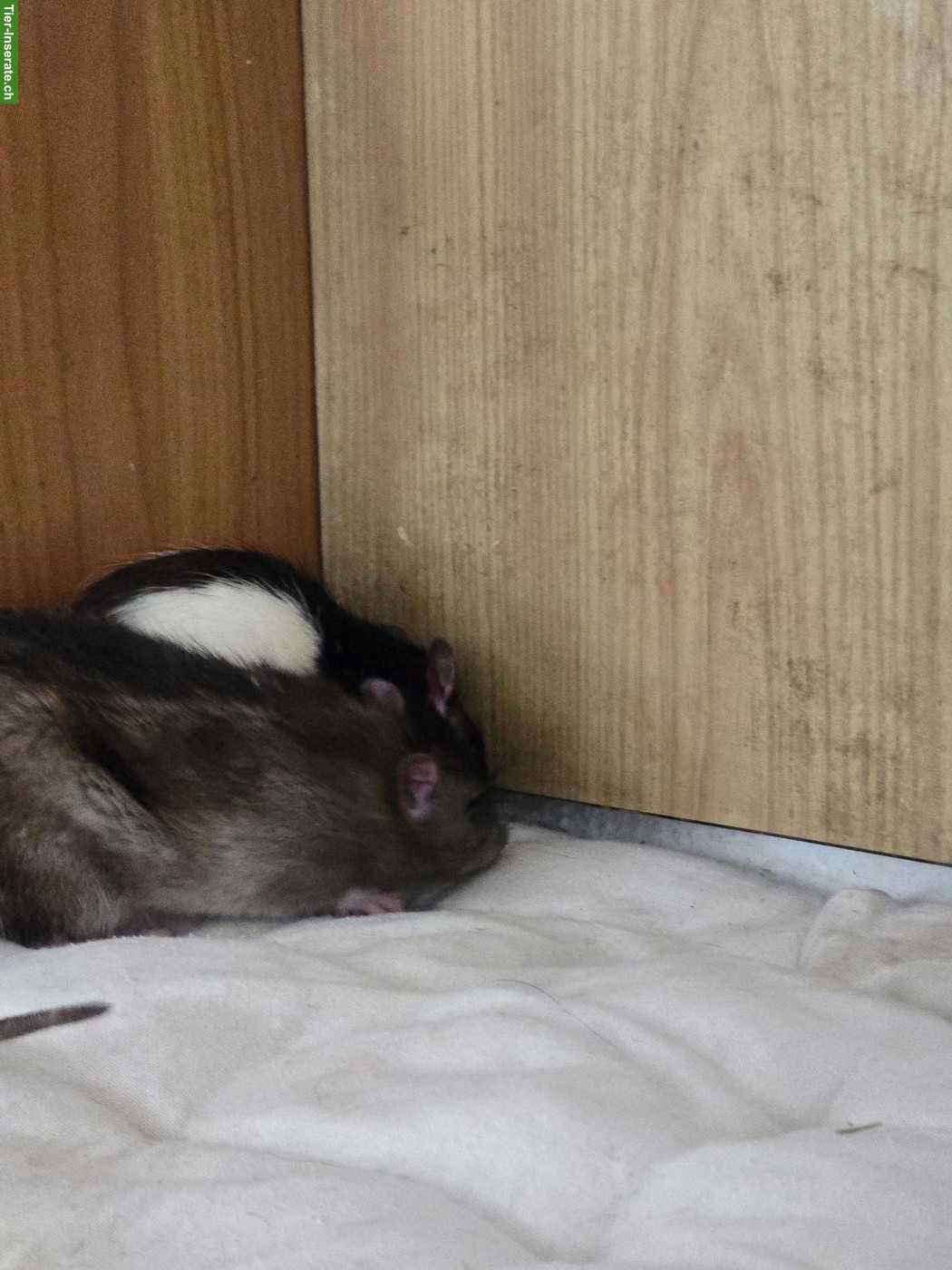 Bild 7: Farb und Husky Ratten, männlich abzugeben
