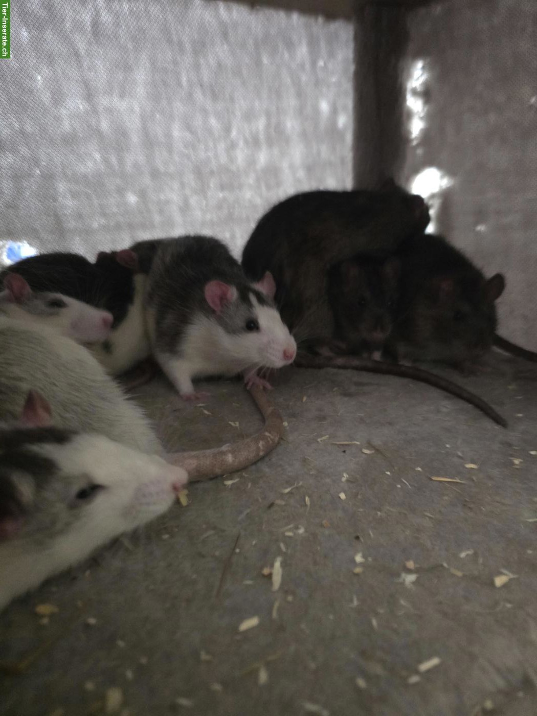 Bild 8: Farb und Husky Ratten, männlich abzugeben