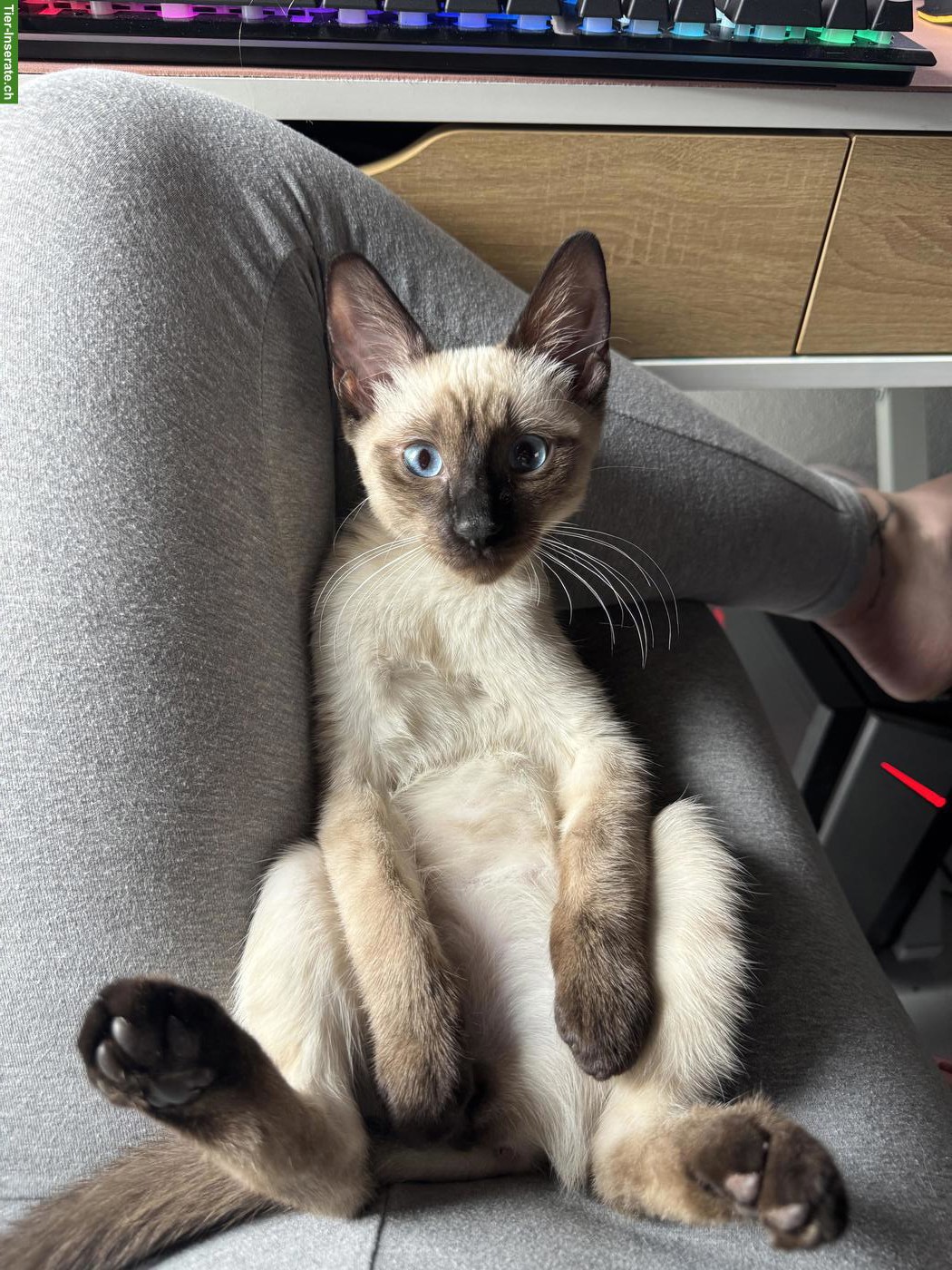 Heilige Birma/Siam mix Babykater Eduardo 🐱