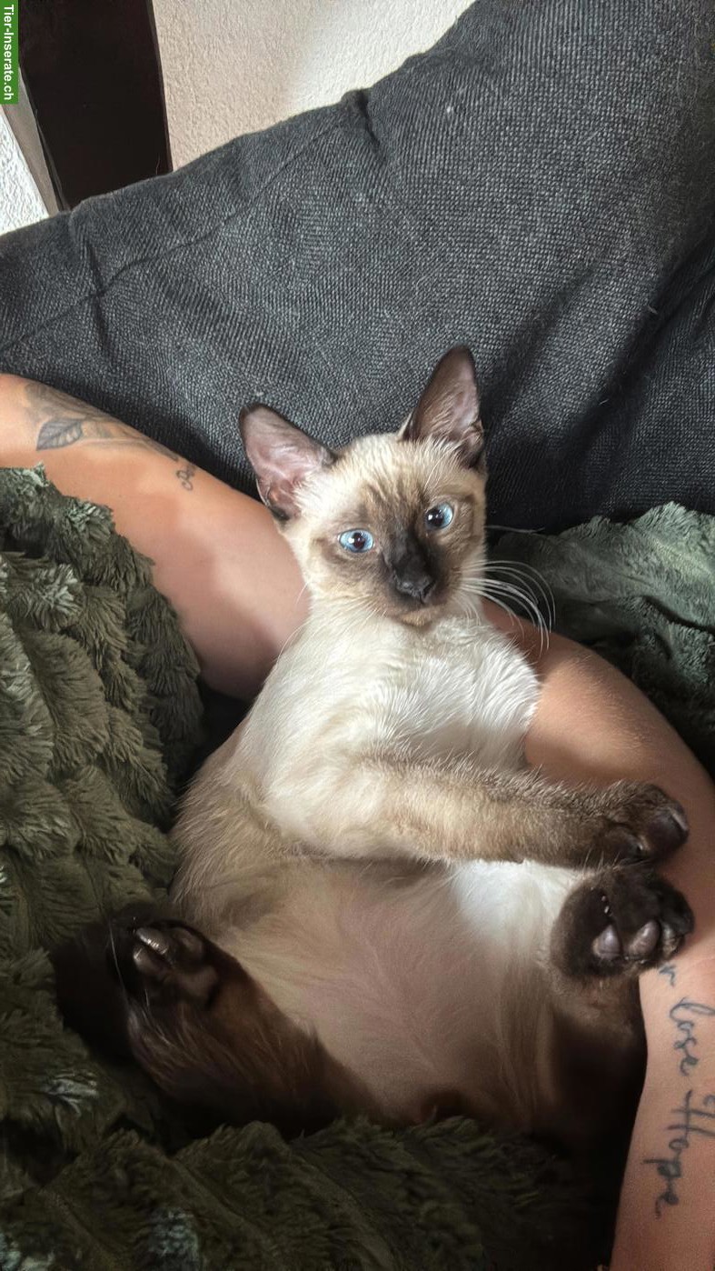 Bild 3: Heilige Birma/Siam mix Babykater Eduardo 🐱